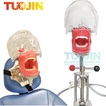 Стоматологический тренажер, Фантомный Манекен с зубами для обучения у стоматолога, Учебное стоматологическое оборудование, Простая модель головы